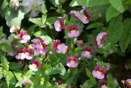 ネメシア属の花
