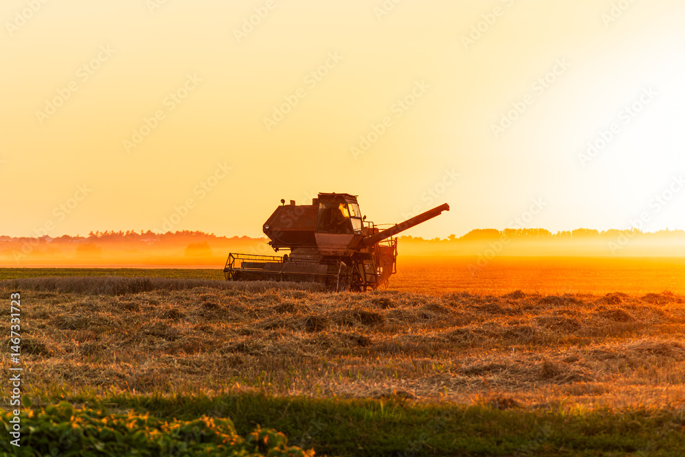 Combining grain takes place in a vast field during sunset; the scene is filled with warm, golden light creating beautiful silhouettes Combining grain takes place in a vast field during sunset; the scene is filled with warm, golden light creating beautiful silhouettes