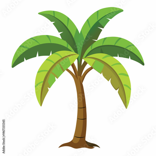 Chikoo Tree With White Background
