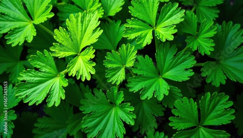 Intricate parsley leaf pattern, vibrant green hues, summer, herb, vibrant