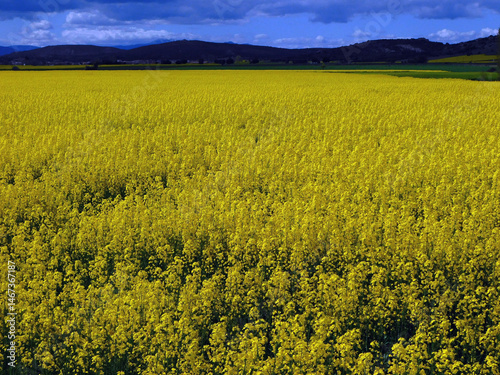 yellow rapeseed flower fields in rural landscapes