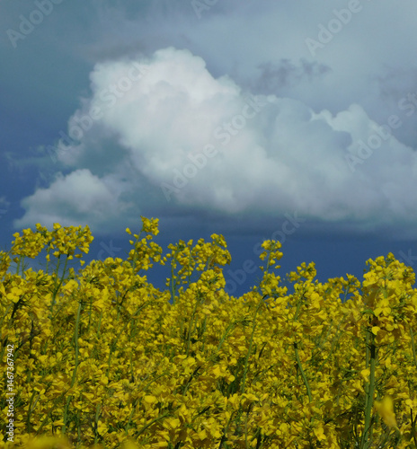 yellow rapeseed flower fields with clouds