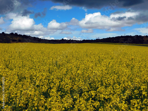 yellow rapeseed flower fields in rural landscapes