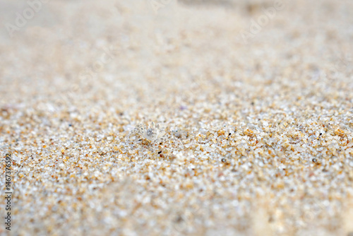 texture of sand crab in ways.