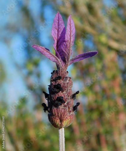 wild lavender in the forest