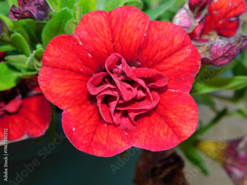 petunia flower in a country garden