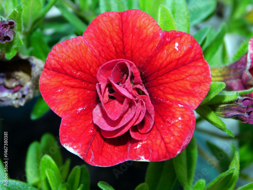 petunia flower in a country garden
