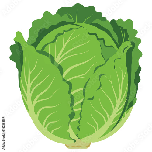 Fresh and Vibrant Cabbage Head with Bright Green Leaves Perfect for Healthy Cooking