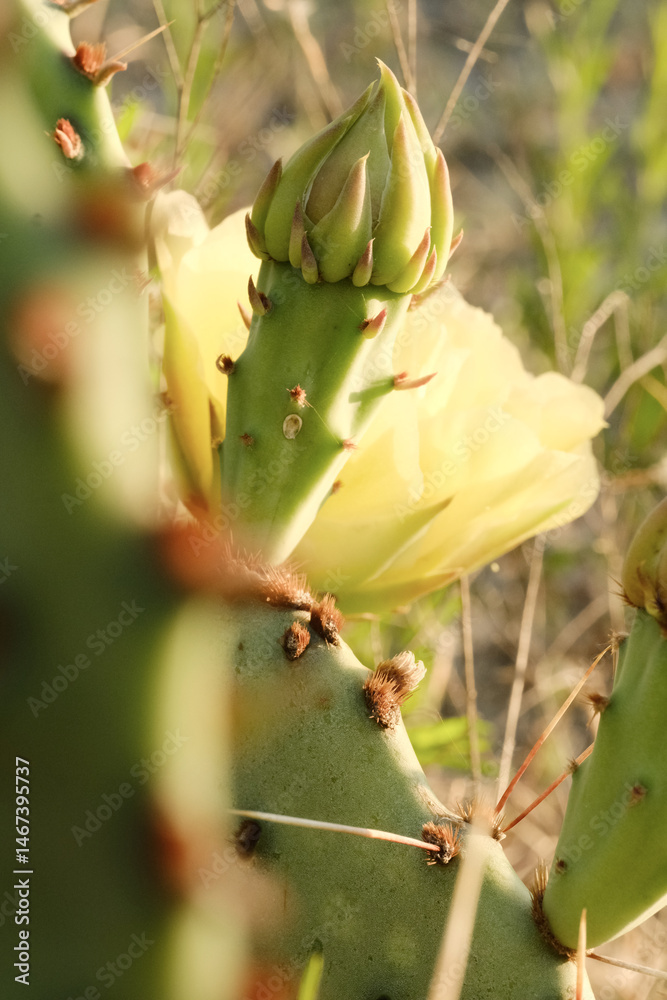 Prickly pear cactus bloom in vertical view closeup showing yellow flower. Prickly pear cactus bloom in vertical view closeup showing yellow flower.