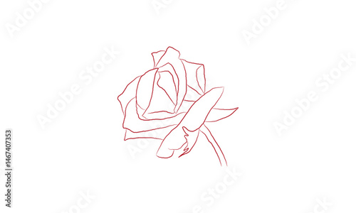 vector illustration of a rose