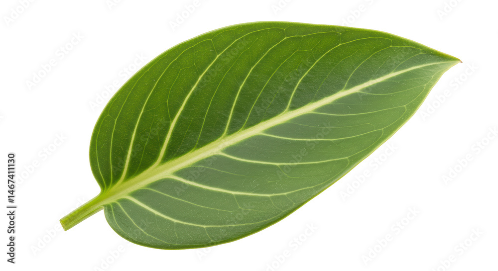 Fototapeta premium Isolated Green Leaf Veined Surface Detailed