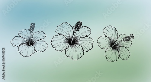 Three Hibiscus Flowers Illustration
