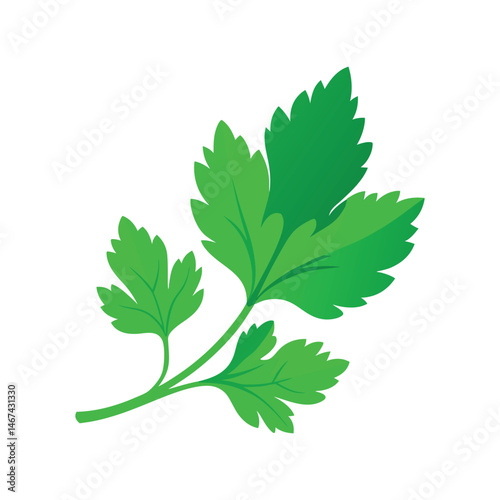 Green cilantro leaf vector illustration. Fresh herb, plant, cooking, flavoring, garnish, organic, culinary, green leaf

