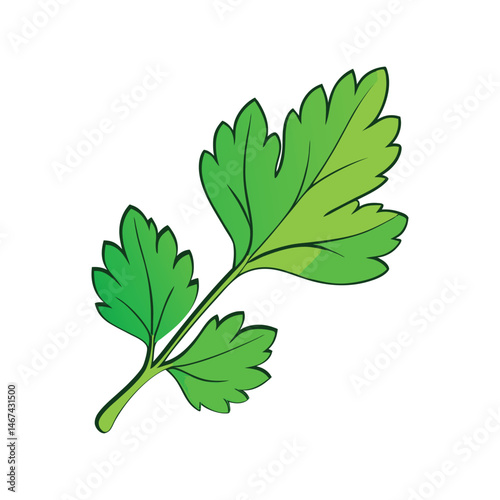 Green cilantro leaf vector illustration. Fresh herb, plant, cooking, flavoring, garnish, organic, culinary, green leaf

