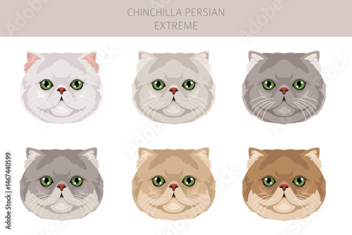Chinchilla Persian Cat longhaired clipart. Extreme type persian cat. All coat colors set.  All cat breeds characteristics infographic. Vector illustration