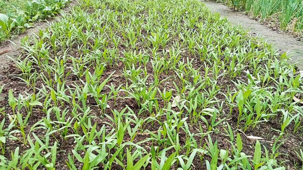 Young Water Spinach Growing in Fertile Soil Young Water Spinach Growing in Fertile Soil