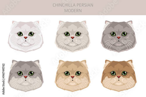 Chinchilla Persian Cat longhaired clipart. Modern type persian cat. All coat colors set.  All cat breeds characteristics infographic. Vector illustration