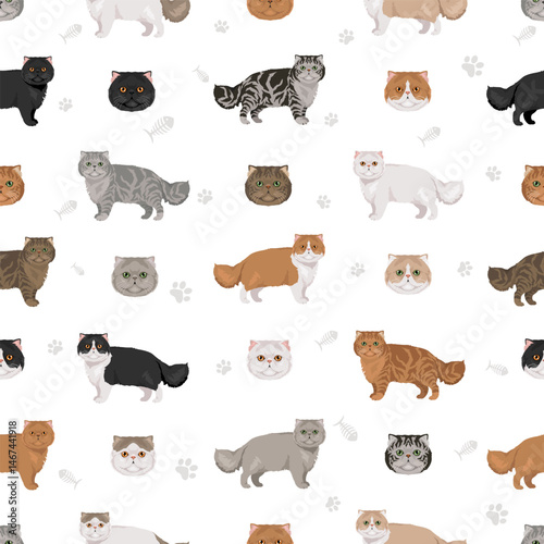 Persian Cat longhaired clipart. Extreme type persian cat. All coat colors set.  All cat breeds characteristics infographic. Vector illustration