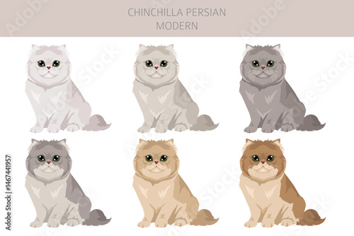 Chinchilla Persian Cat longhaired clipart. Modern type persian cat. All coat colors set.  All cat breeds characteristics infographic. Vector illustration