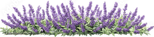 lavender flower bush decoration elongated isolated on white background