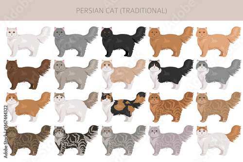 Persian Cat longhaired clipart. Traditional classic type persian cat. All coat colors set.  All cat breeds characteristics infographic. Vector illustration