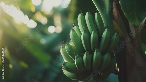 Green Bananas Hanging on a Lush Banana Tree