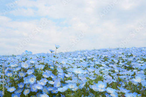 Hitachi Seaside Park in Ibaraki during nemophila peak season