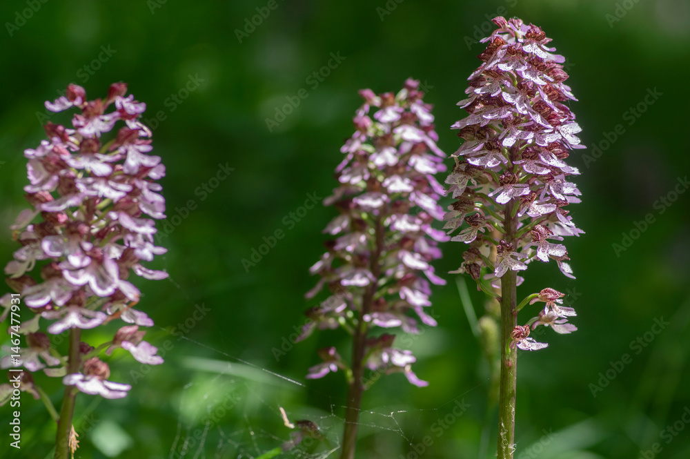 Lady orchid Orchis purpurea flowering protected plants, beutiful purple white flowers in bloom on tall green stem also with buds