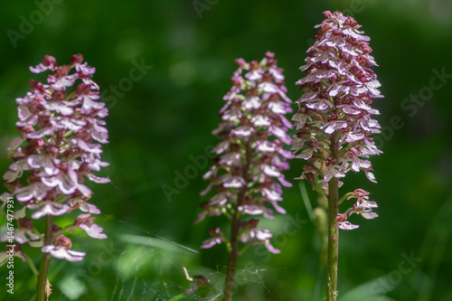 Obraz na płótnie Lady orchid Orchis purpurea flowering protected plants, beutiful purple white flowers in bloom on tall green stem also with buds w salonie