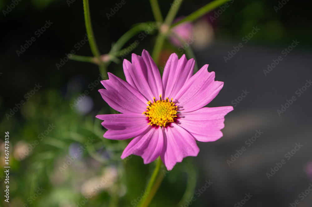 Obraz premium Cosmos bipinnatus mexican aster flowering white pink garden plants, group of beauty petal flowers in bloom on green background