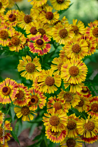 Helenium autumnale common sneezeweed in bloom, bunch of yellow flowering flowers, tall shrub