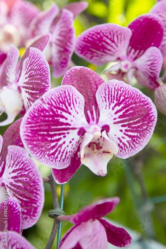 Blooming purple with stripes orchid flowers in the garden