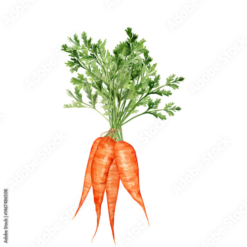 Hand-drawn bunch of fresh carrots with their green tops