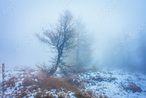 Ein alter Baum im dichten Nebel als Hintergrundbild