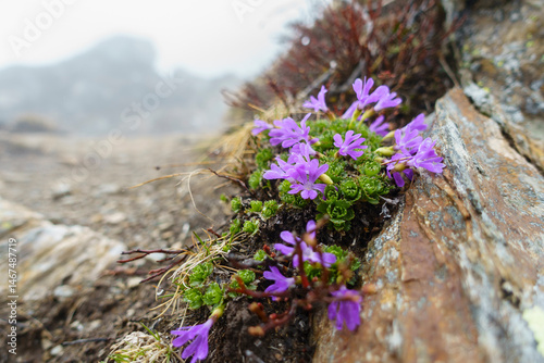 Alpenblumen auf einem Fels