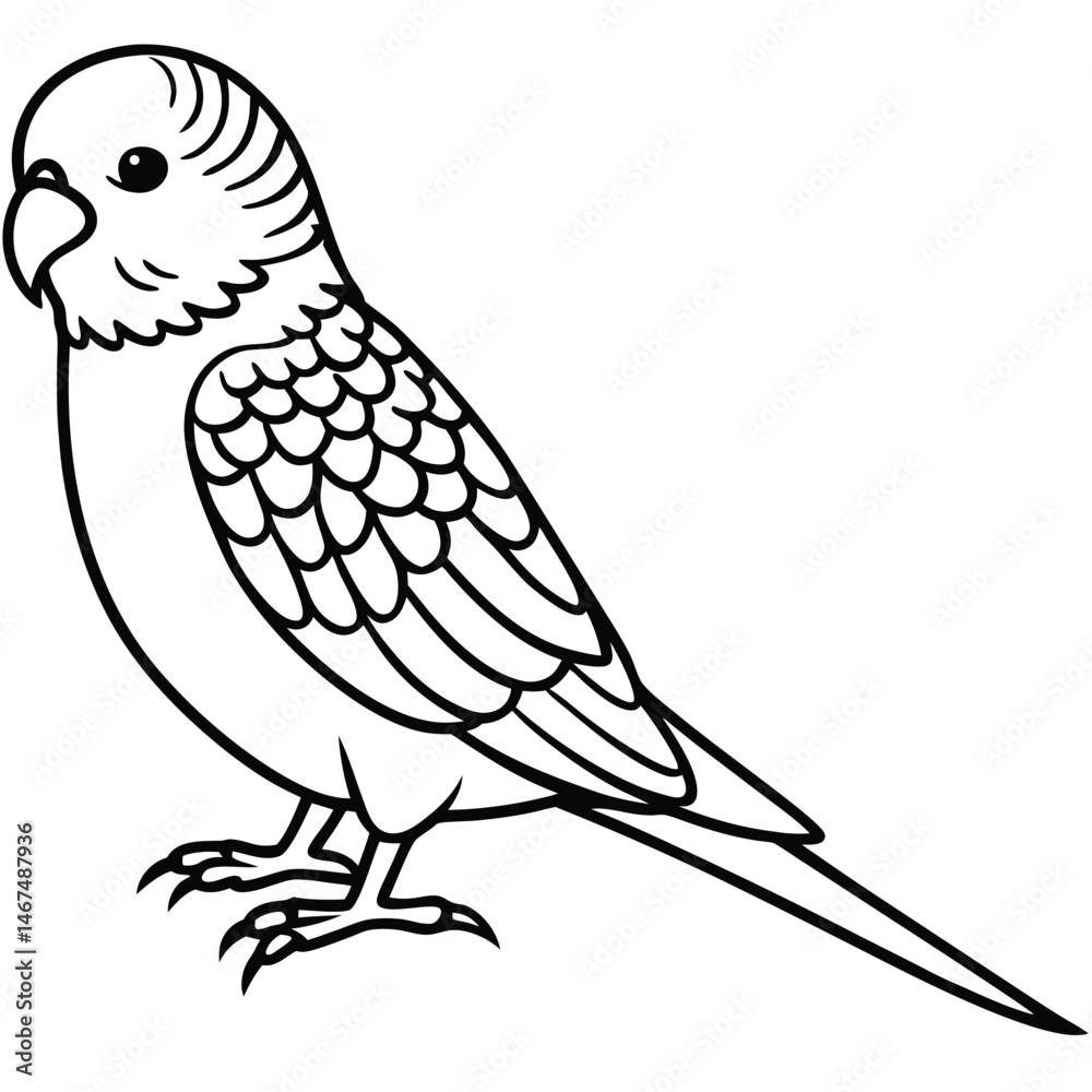Fototapeta premium Line Art Budgerigar Illustration Isolated White Background