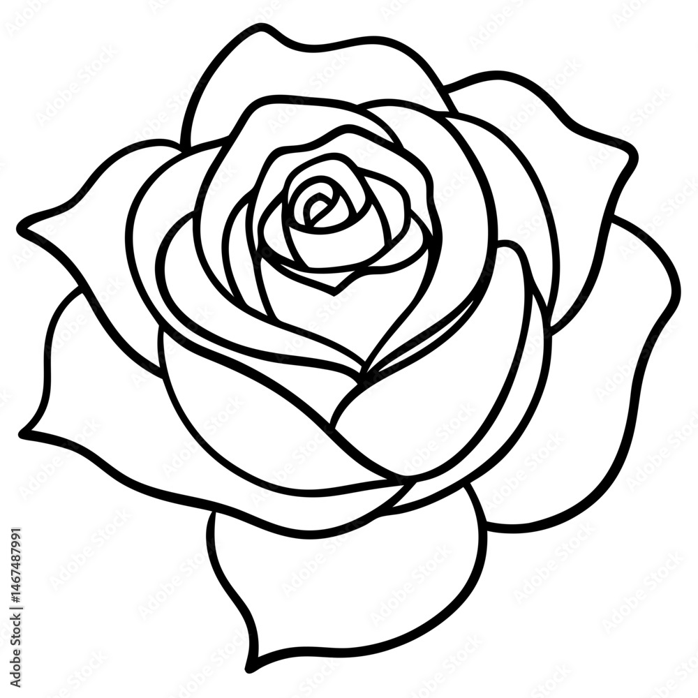 white rose isolated on white white rose isolated on white