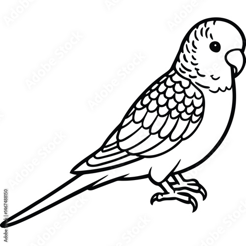 Elegant Line Art Budgerigar Illustration Isolated on White