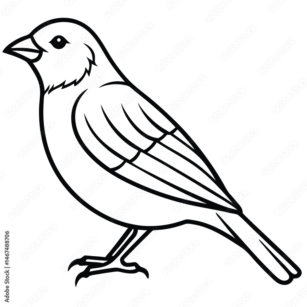 Fototapeta premium Simple Line Art Canary Illustration Isolated White Background