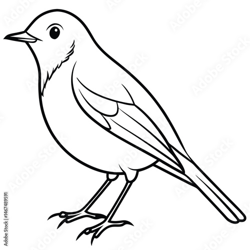 European Robin Line Art Bird Illustration for Backgrounds