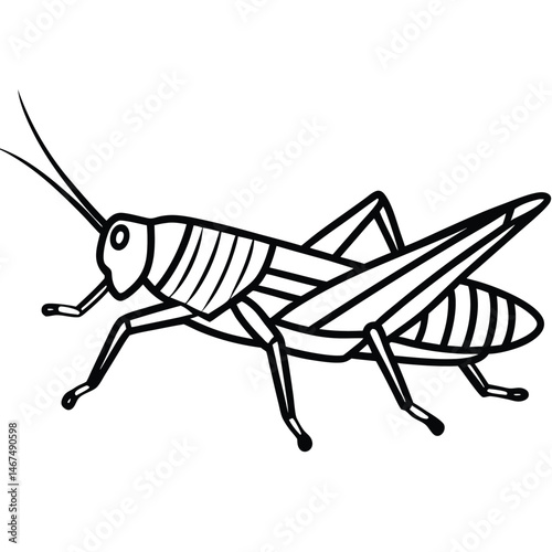 Detailed Line Art Grasshopper Illustration Isolated White Background