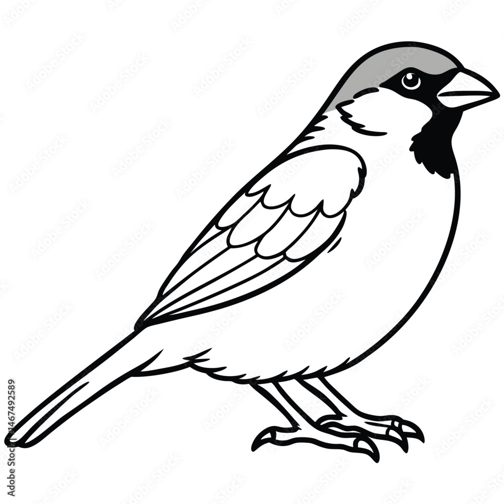 Fototapeta premium House Sparrow Line Art Illustration Detailed Bird Drawing for Backgrounds
