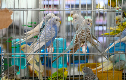 Photography Budgerigar or common parakeet
