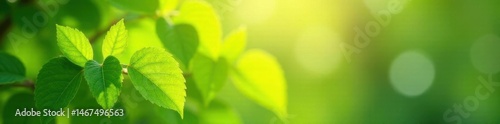 Soft-focus green leaves, sunlit bokeh  Lush, vibrant natural scene ,  beautiful,  texture