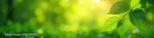Soft-focus green leaves, sunlit bokeh  Lush, vibrant natural scene ,  environment,  tranquil