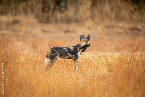 Canvas Print African wild dog stands looking into distance