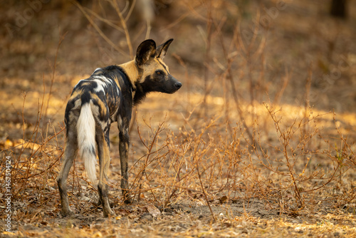 Photography African wild dog stands gazing into distance