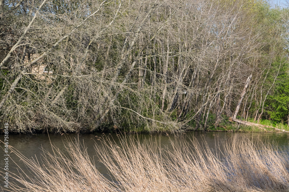 Fototapeta premium The shoreline of the river is planted with green trees. High dry grass in the foreground. Spring nature.