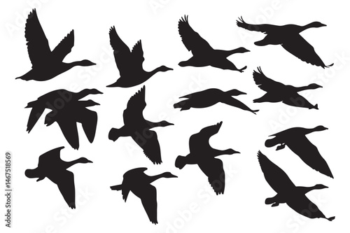 Migration of Geese: Understanding Patterns, Behavior, and Conservation