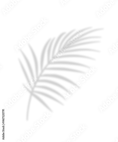 Tropical palm shadow on a sunny green wall. Soft blurred botanical leaf texture with natural sunlight and jungle foliage. Romantic, spring-themed background with fern silhouette